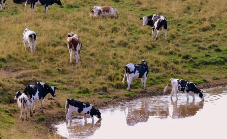 agronegocio-brasileiro-usa-volumes-recordes-de-agua-para-gado-e-soja-–-climainfo