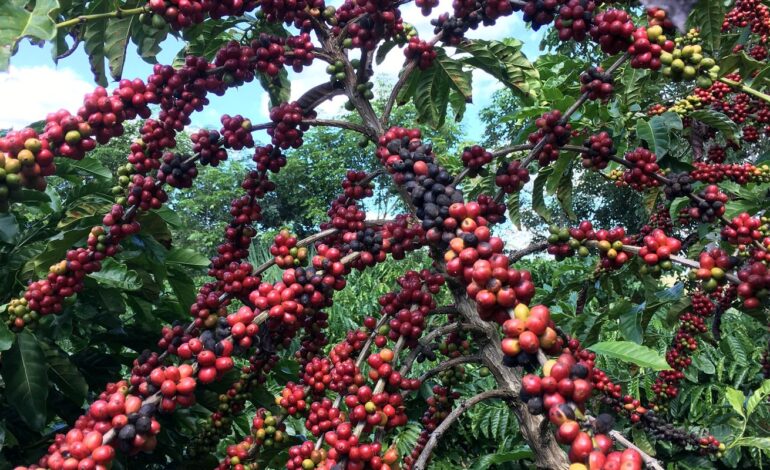 conab-preve-colheita-recorde-de-cafe-com-crescimento-de-17,1%-em-2026