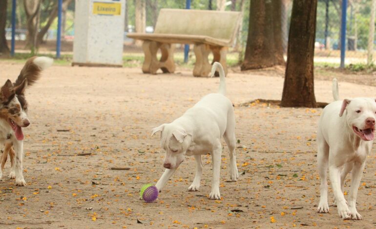 Estatuto dos Cães e Gatos prevê penas para quem maltratar animais