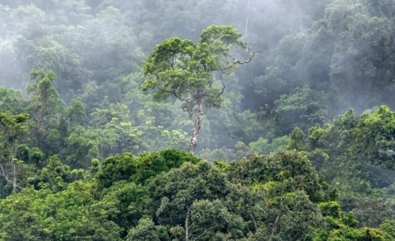 chuva-produzida-pela-amazonia-vale-mais-de-r$-100-bilhoes-por-ano-–-climainfo