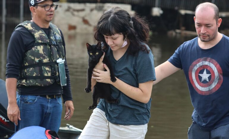 senado-aprova-politica-de-protecao-a-animais-resgatados-em-desastres