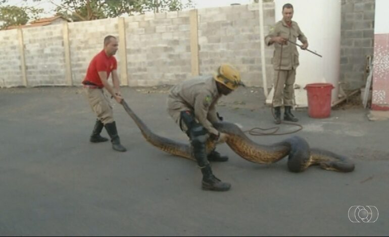 videos:-jornal-do-campo-–-to-deste-domingo,-1o-de-marco-de-2026