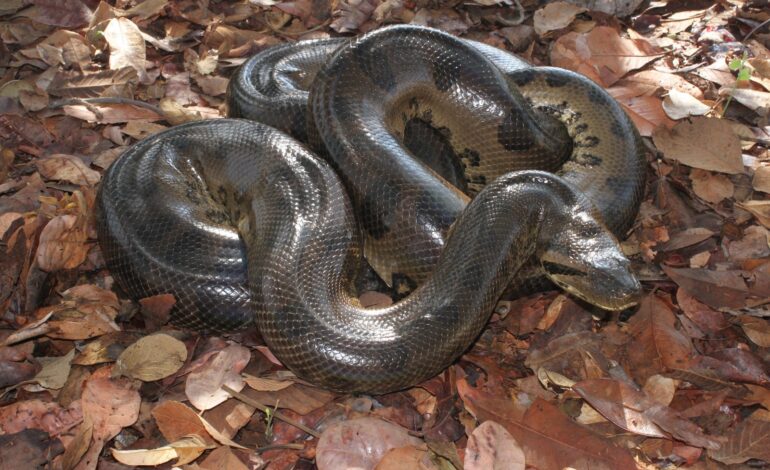 forca-e-agilidade:-sucuris-estao-entre-as-maiores-cobras-do-mundo-|-g1