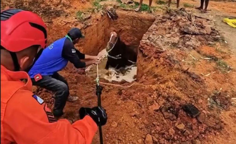 egua-prenha-cai-em-fossa-e-e-resgatada-pelos-bombeiros-no-tocantins-|-g1