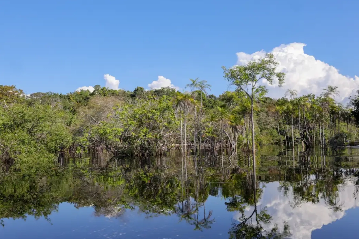 Fundo Clima gasta até 3 vezes para reduzir emissões que fundos internacionais – ClimaInfo