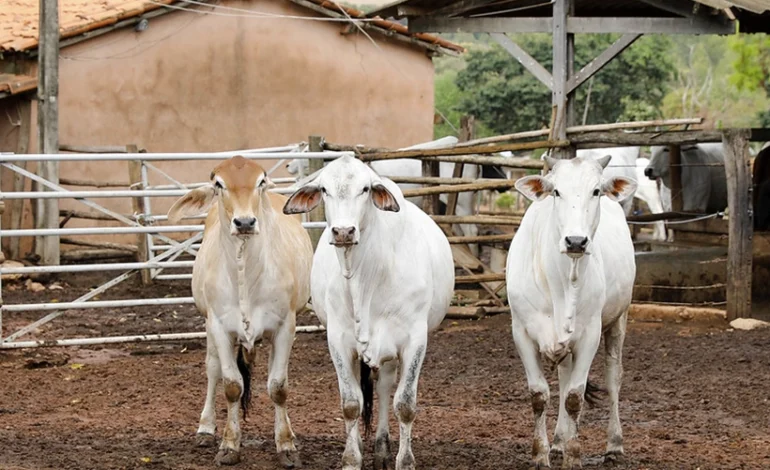 apos-embates-com-o-agronegocio,-governo-lanca-oficialmente-o-plano-clima-–-climainfo