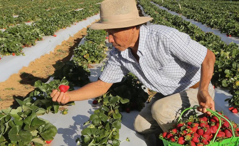 agricultores-com-perda-de-producao-comecam-a-receber-o-garantia-safra