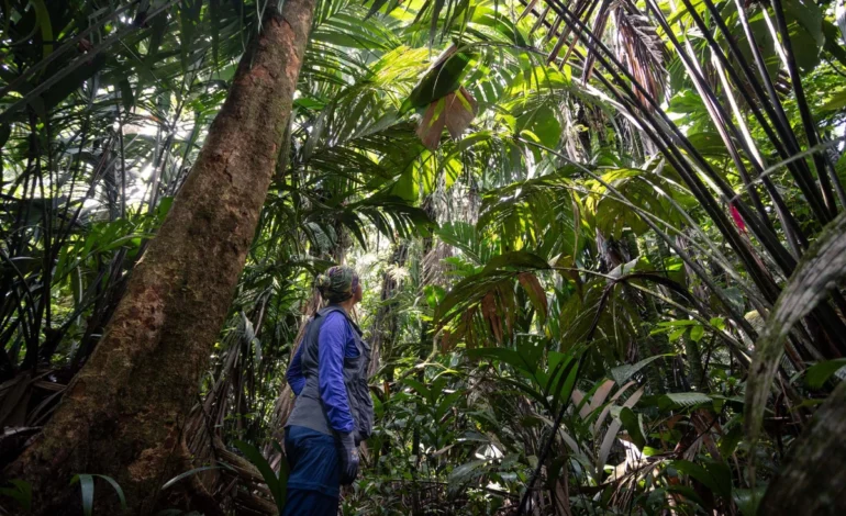 lancado-na-cop30,-tfff-so-deve-liberar-recursos-para-paises-em-2028-–-climainfo