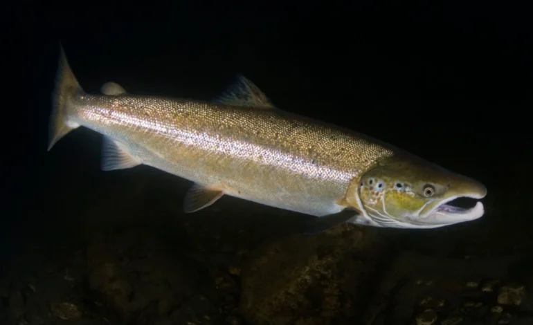 cop15:-populacao-de-peixes-migratorios-de-agua-doce-caiu-81%-em-50-anos-–-climainfo