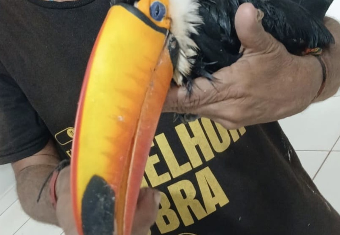 Tucano ferido: homem busca atendimento em UBS de Guaraí | G1