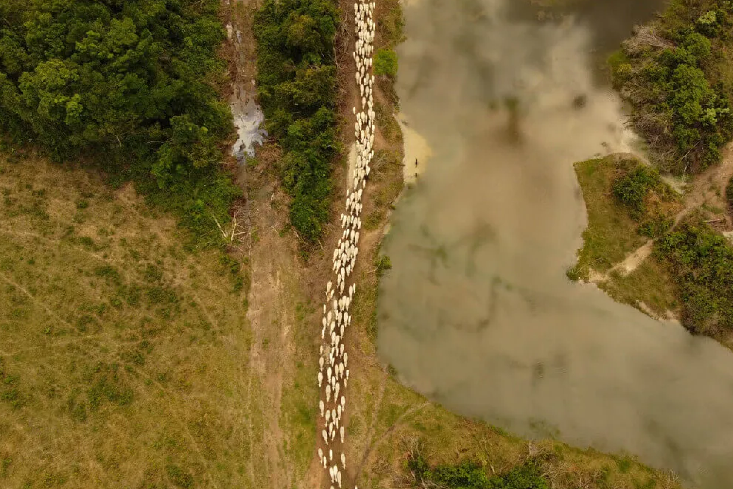 Brasil é o país que mais desmata para expandir agropecuária – ClimaInfo