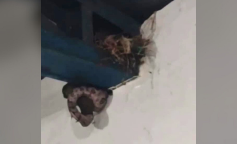 cobra-em-saguao:-animal-e-flagrado-comendo-passaro-no-to-|-g1