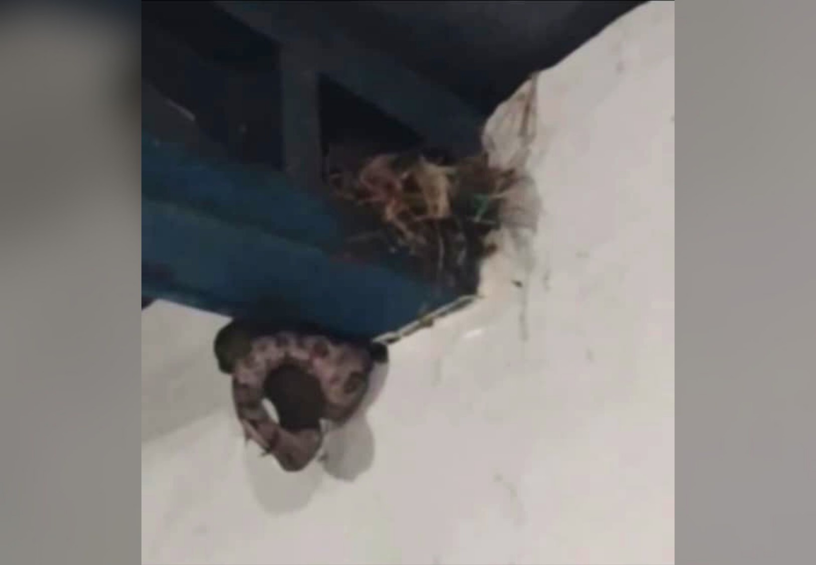 Cobra em saguão: animal é flagrado comendo pássaro no TO | G1