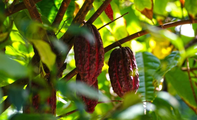 crise-climatica-afeta-cacau-e-deixa-chocolates-mais-caros-para-a-pascoa-–-climainfo