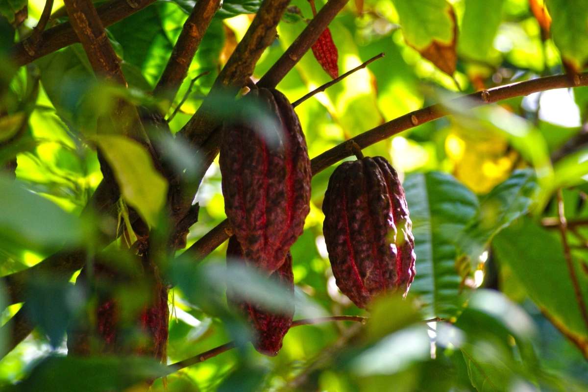 Crise climática afeta cacau e deixa chocolates mais caros para a Páscoa – ClimaInfo