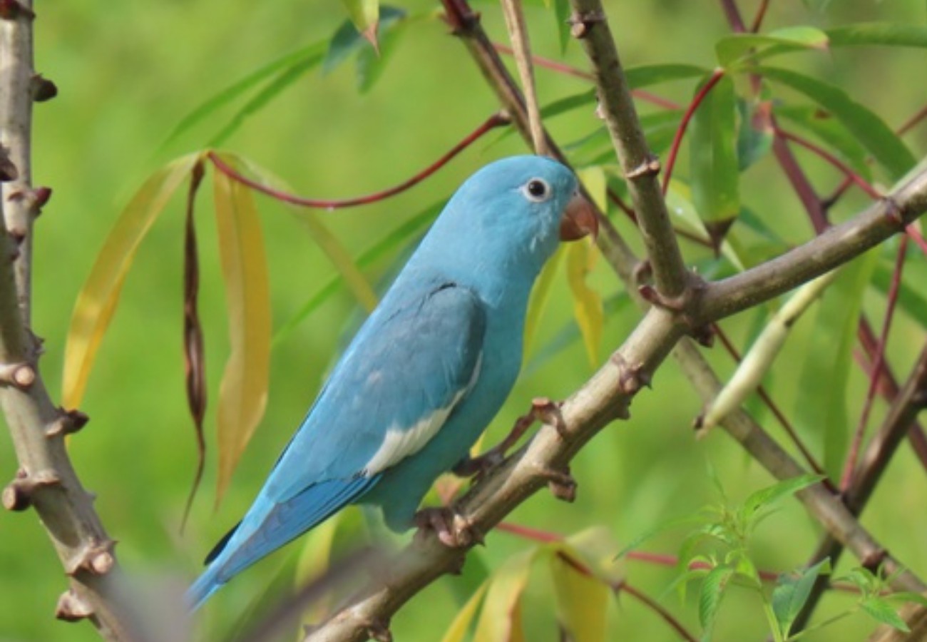 Servidora do Ibama descobre periquito azul no Tocantins | G1