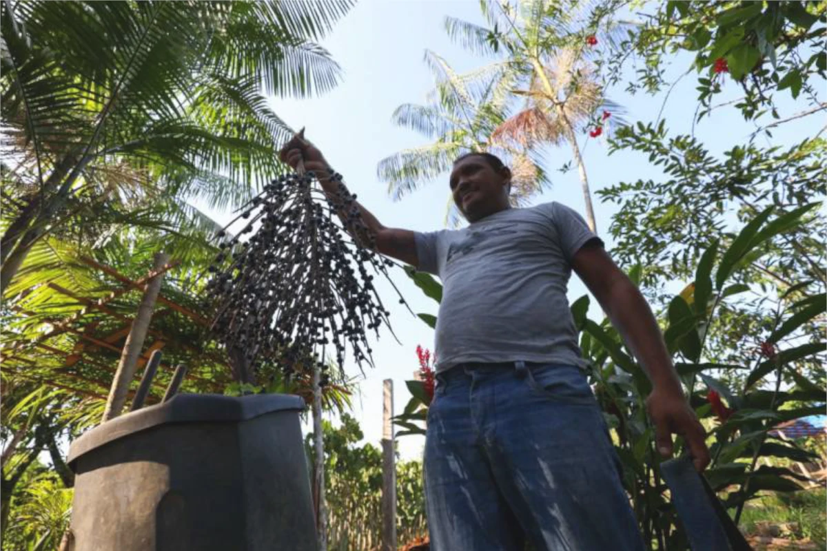 Governo lança plano de bioeconomia para fortalecer a indústria verde – ClimaInfo