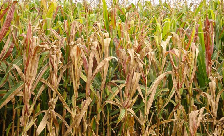 praga-do-milho-provoca-prejuizo-de-r$-33,6-bilhoes-por-ano