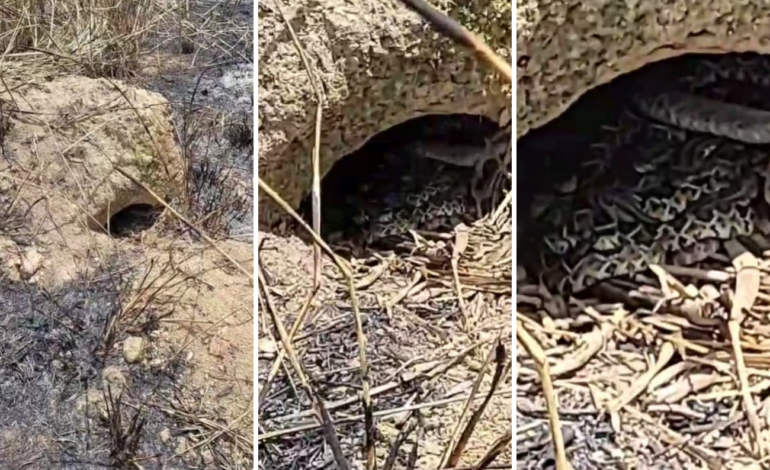 to-soma-1,5-mil-ataques-de-serpentes-em-pouco-mais-de-dois-anos-|-g1