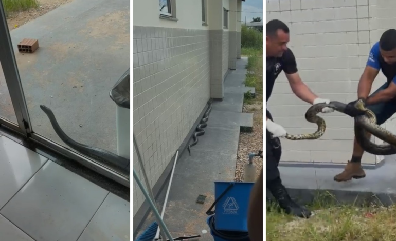 sucuri-e-resgatada-ao-tentar-entrar-em-upa-no-to-|-g1