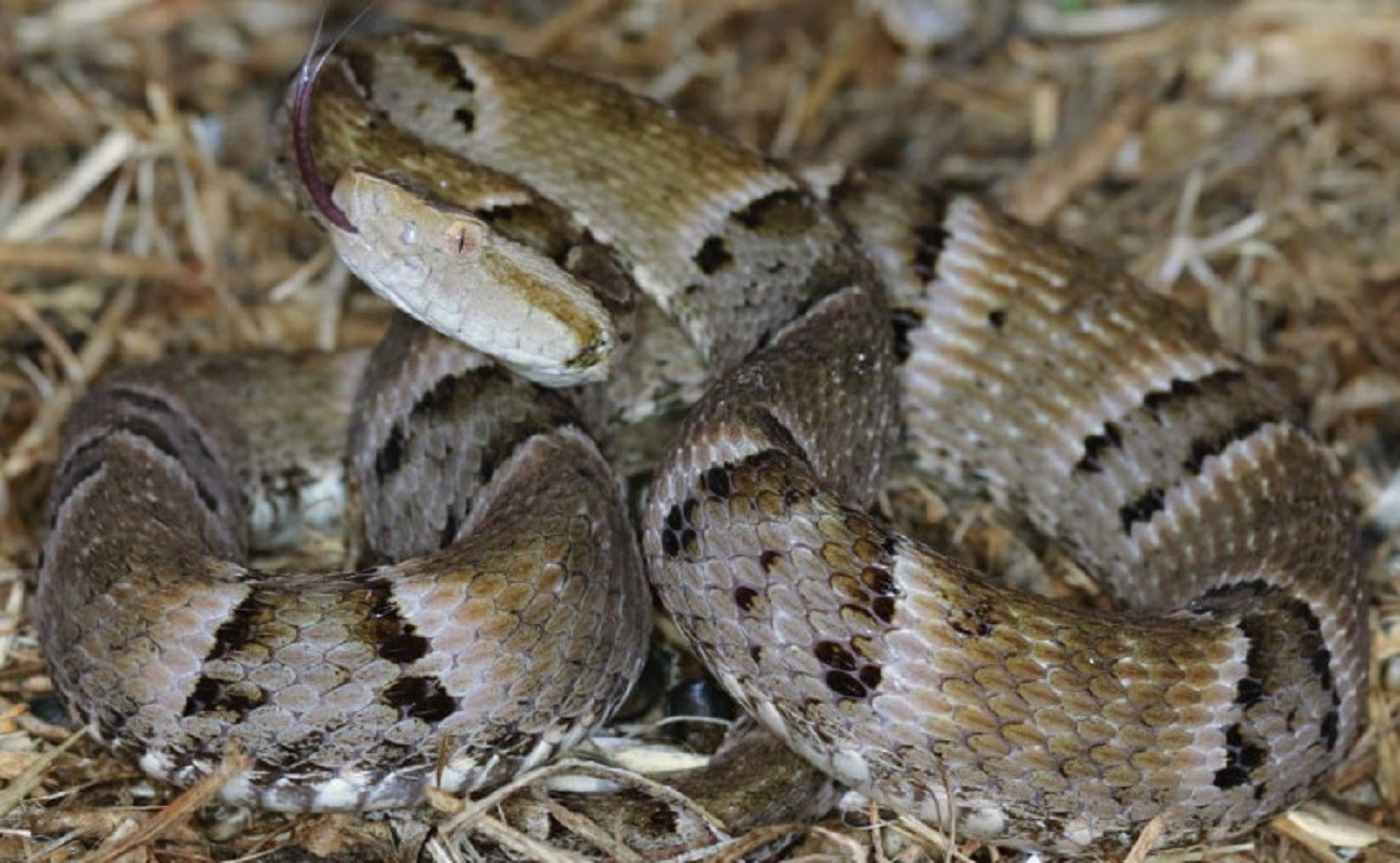 Saiba quais serpentes mais causam acidentes no Tocantins | G1