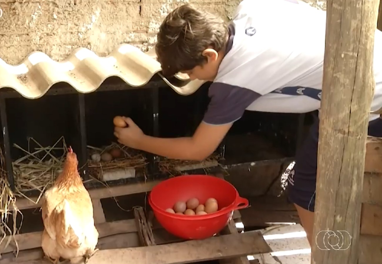 Menino de 11 anos empreende com produção de ovos e vira exemplo | G1