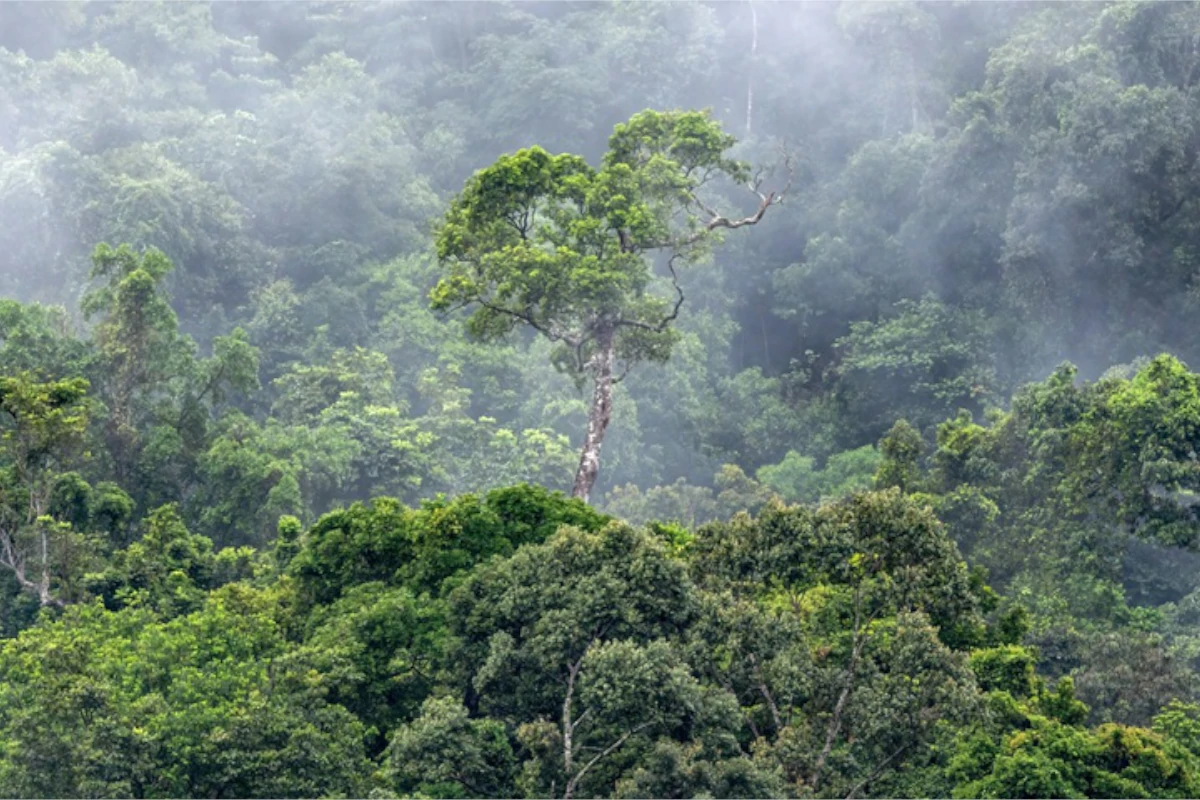 Desmatamento na Amazônia cai para 2º menor índice nos três primeiros meses de 2026 – ClimaInfo