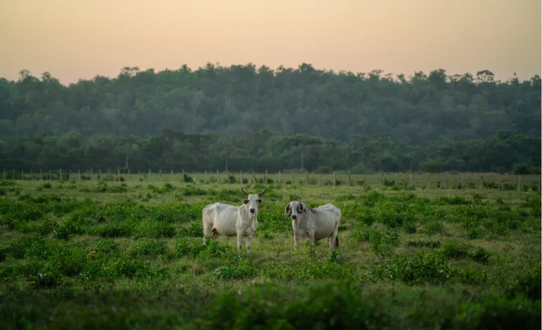 Bloqueio a crédito rural para desmatadores gera embate entre agro e governo – ClimaInfo