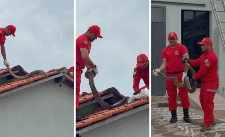 Sucuri de quase 4 metros é retirada de telhado de casa no TO | G1