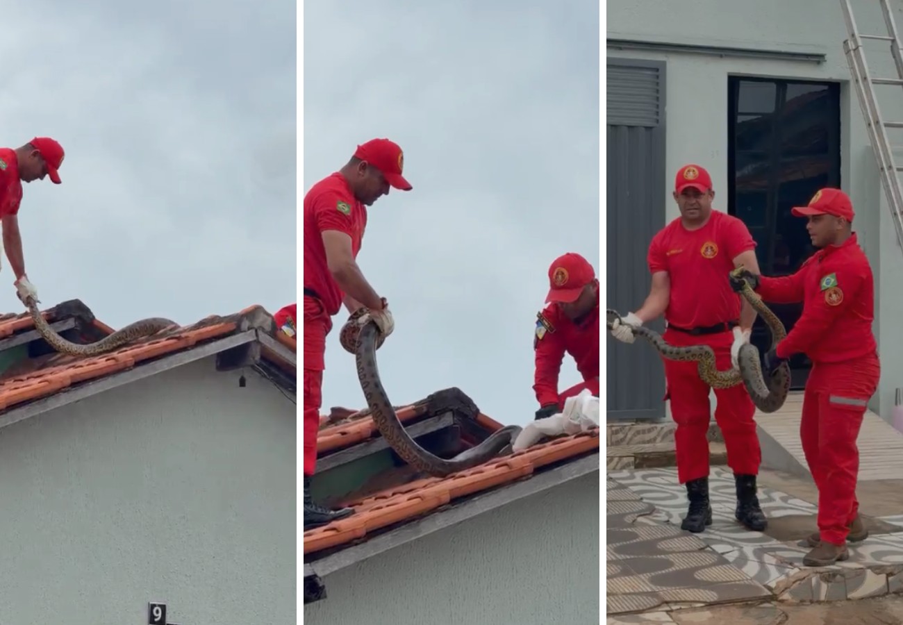 sucuri-de-quase-4-metros-e-retirada-de-telhado-de-casa-no-to-|-g1