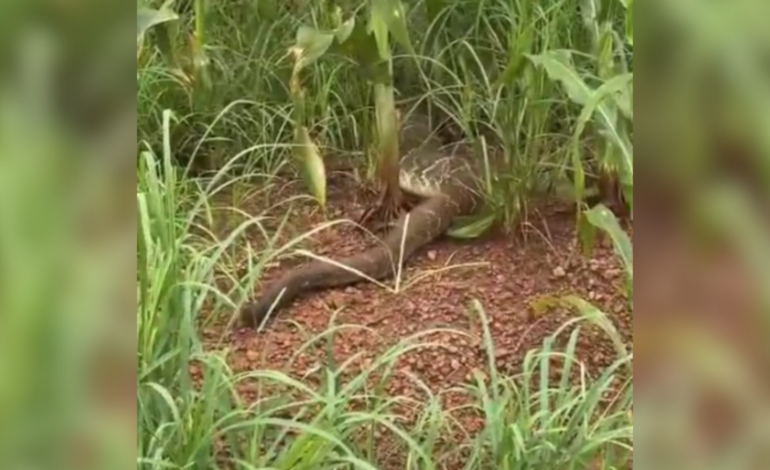Cascavel gigante reage com bote e surpreende engenheiro no TO  | G1