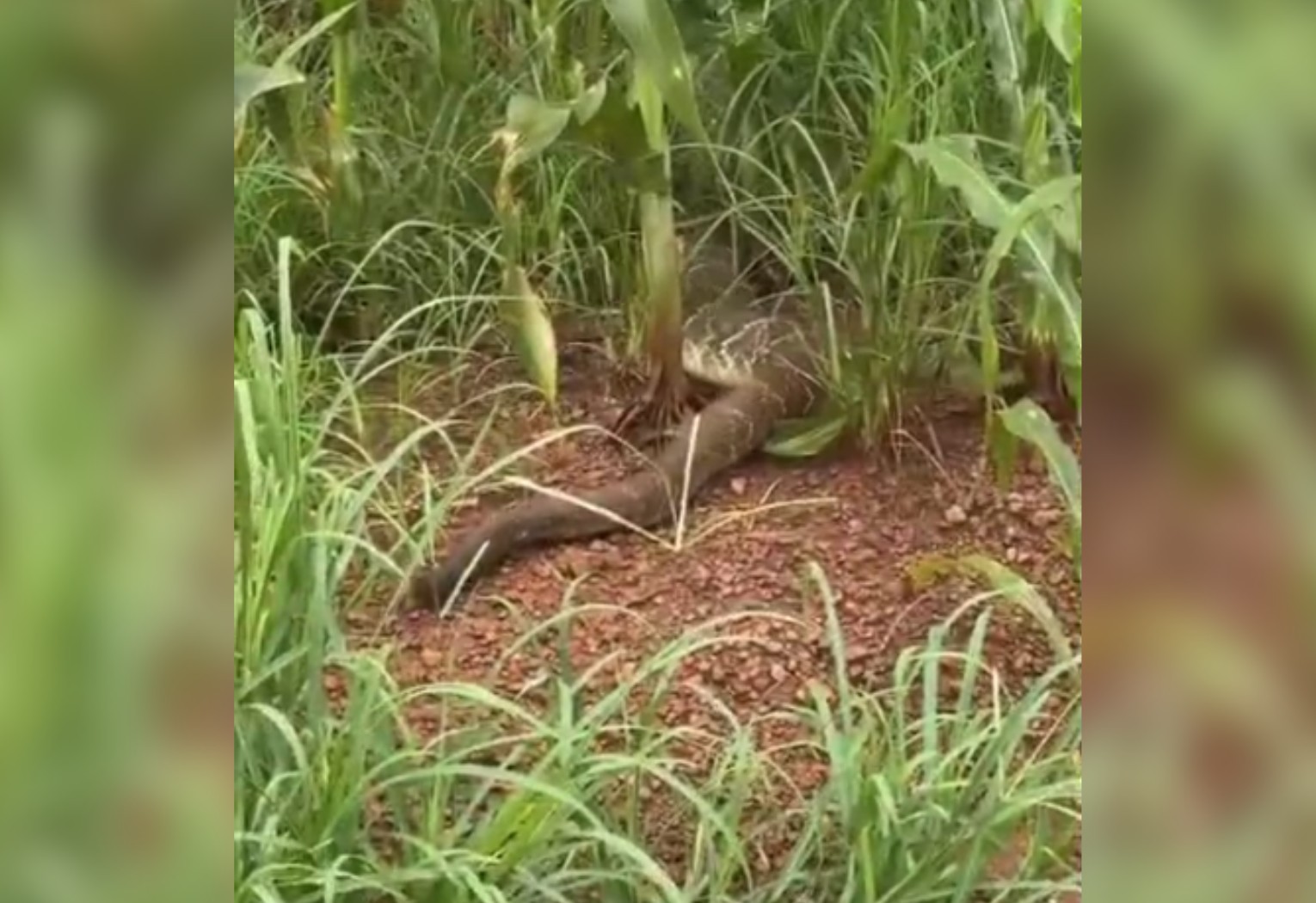 cascavel-gigante-reage-com-bote-e-surpreende-engenheiro-no-to-|-g1