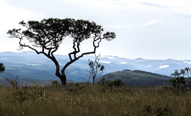 recuperacao-do-cerrado:-mpto-e-grupo-sao-miguel-assinam-acordo-|-g1