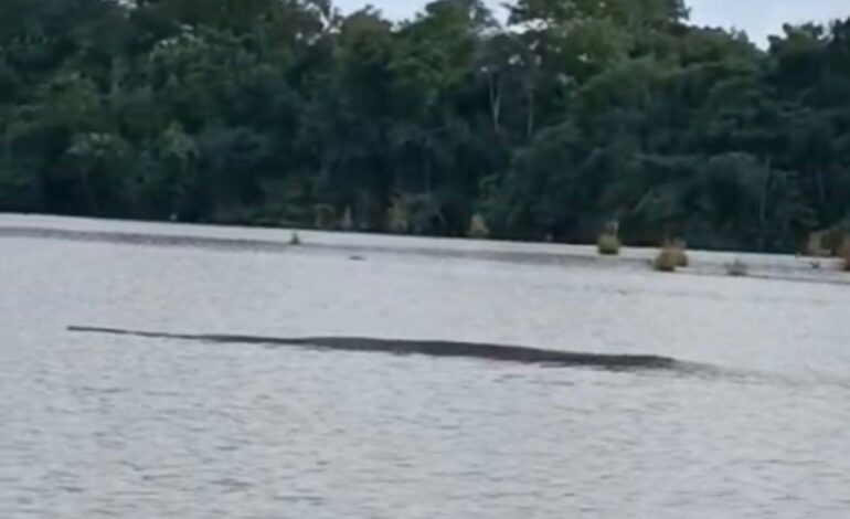 mulher-se-surpreende-com-sucuri-em-lago-no-tocantins;-assista-|-g1