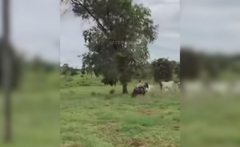 filha-do-sertanejo-henrique-toca-gado-sozinha-aos-6-anos;-assista-|-g1