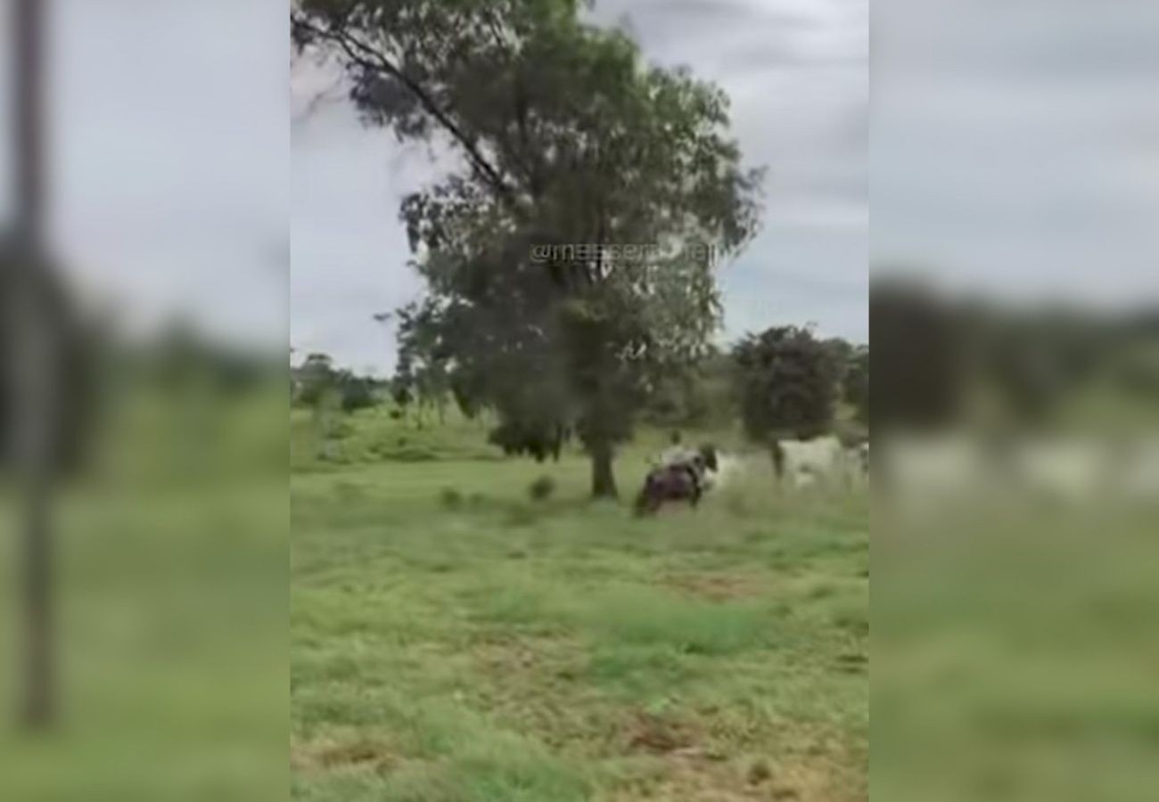 filha-do-sertanejo-henrique-toca-gado-sozinha-aos-6-anos;-assista-|-g1