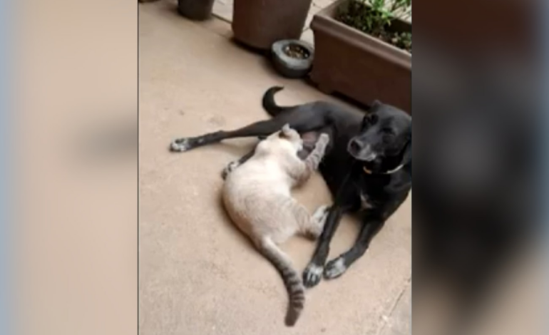 cachorra-e-encontrada-morta-em-frente-a-casa-apos-tutora-ouvir-tiros-|-g1