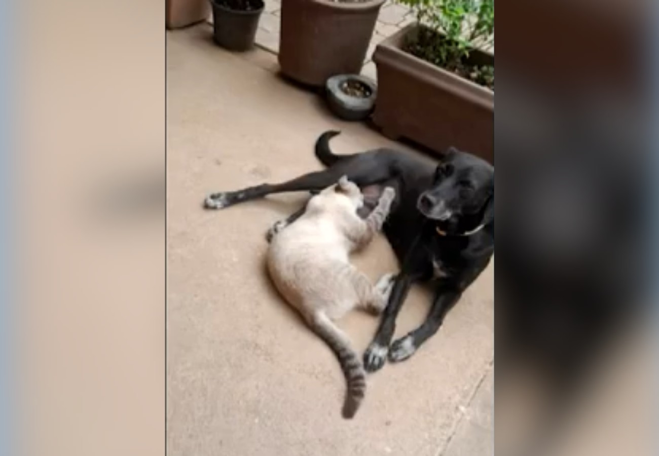 cachorra-e-encontrada-morta-em-frente-a-casa-apos-tutora-ouvir-tiros-|-g1