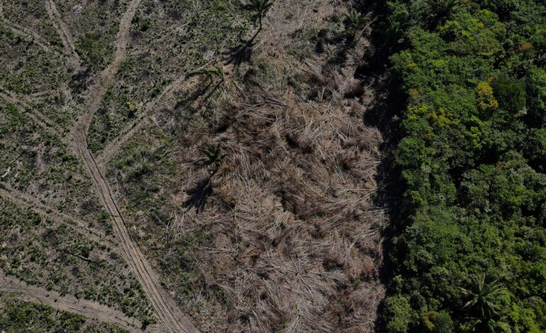 Desmatamento na Amazônia cai 17% no 1º trimestre | G1
