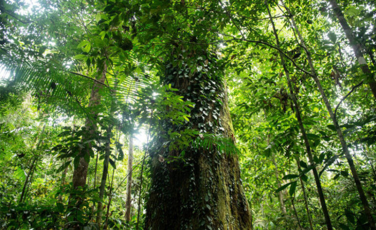 capacidade-de-recuperacao-da-amazonia-e-limitada,-mostra-estudo-–-climainfo