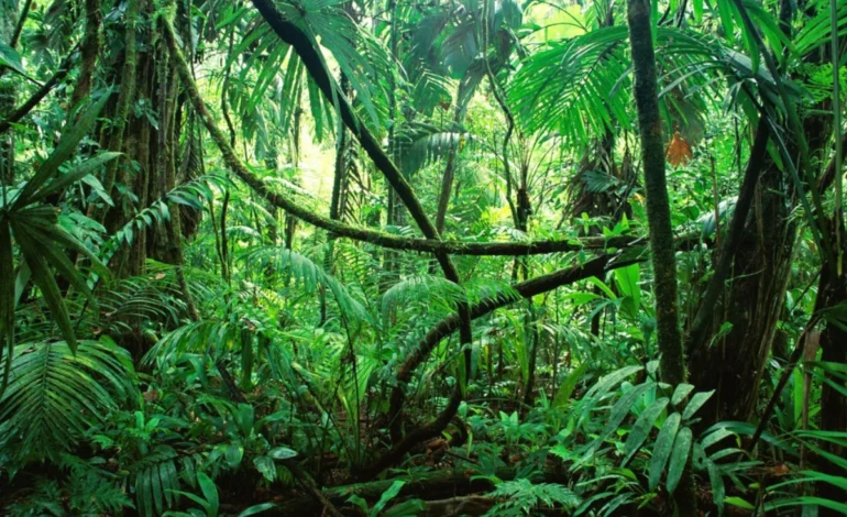 Perda de florestas tropicais cai em 2025 com contribuição do Brasil – ClimaInfo