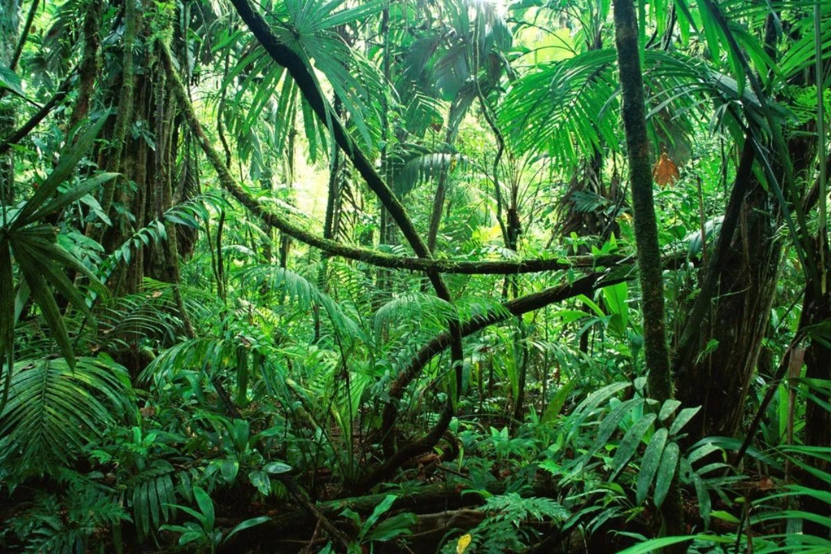 perda-de-florestas-tropicais-cai-em-2025-com-contribuicao-do-brasil-–-climainfo