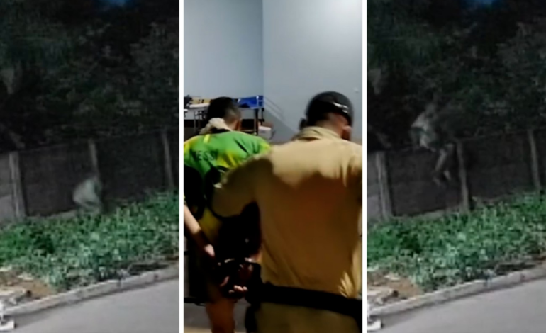 o que se sabe sobre pitbull que morreu ao tentar defender tutor | G1