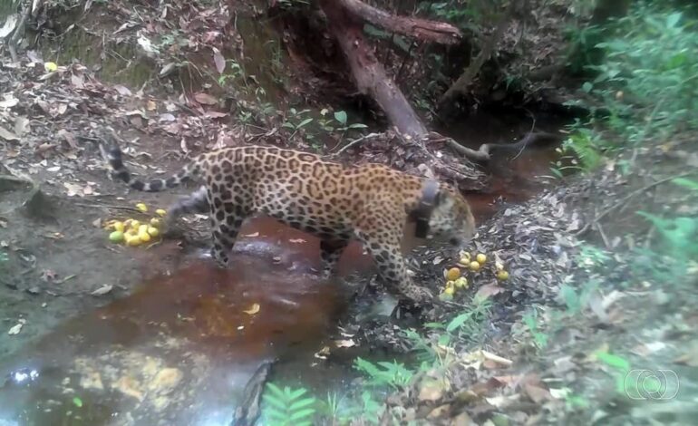 videos:-jornal-do-campo-–-to-deste-domingo,-3-de-maio-de-2026