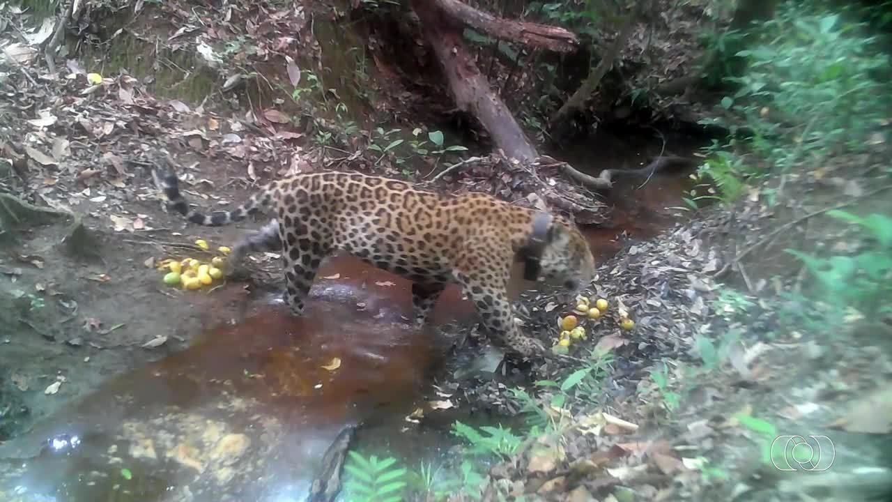 videos:-jornal-do-campo-–-to-deste-domingo,-3-de-maio-de-2026