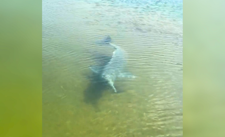 boto-surpreende-pescador-ao-cercar-barco-e-espantar-peixes-no-to-|-g1