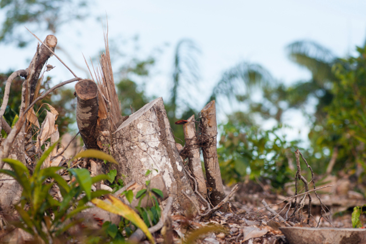 desmatamento-pode-transformar-a-amazonia-em-savana,-mostra-estudo-–-climainfo