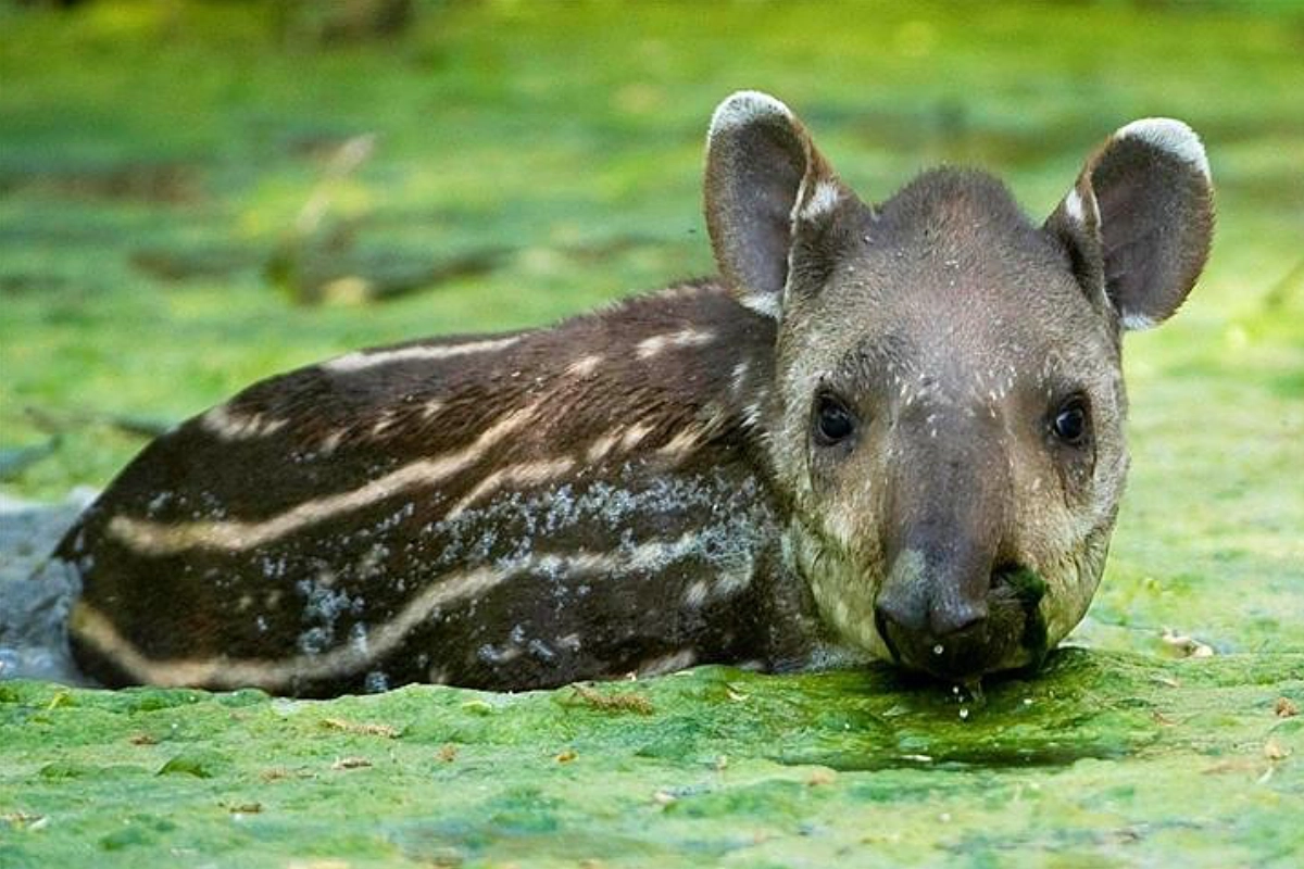 grandes-mamiferos-alteram-quimica-do-solo-e-aumentam-fertilidade-da-mata-atlantica-–-climainfo
