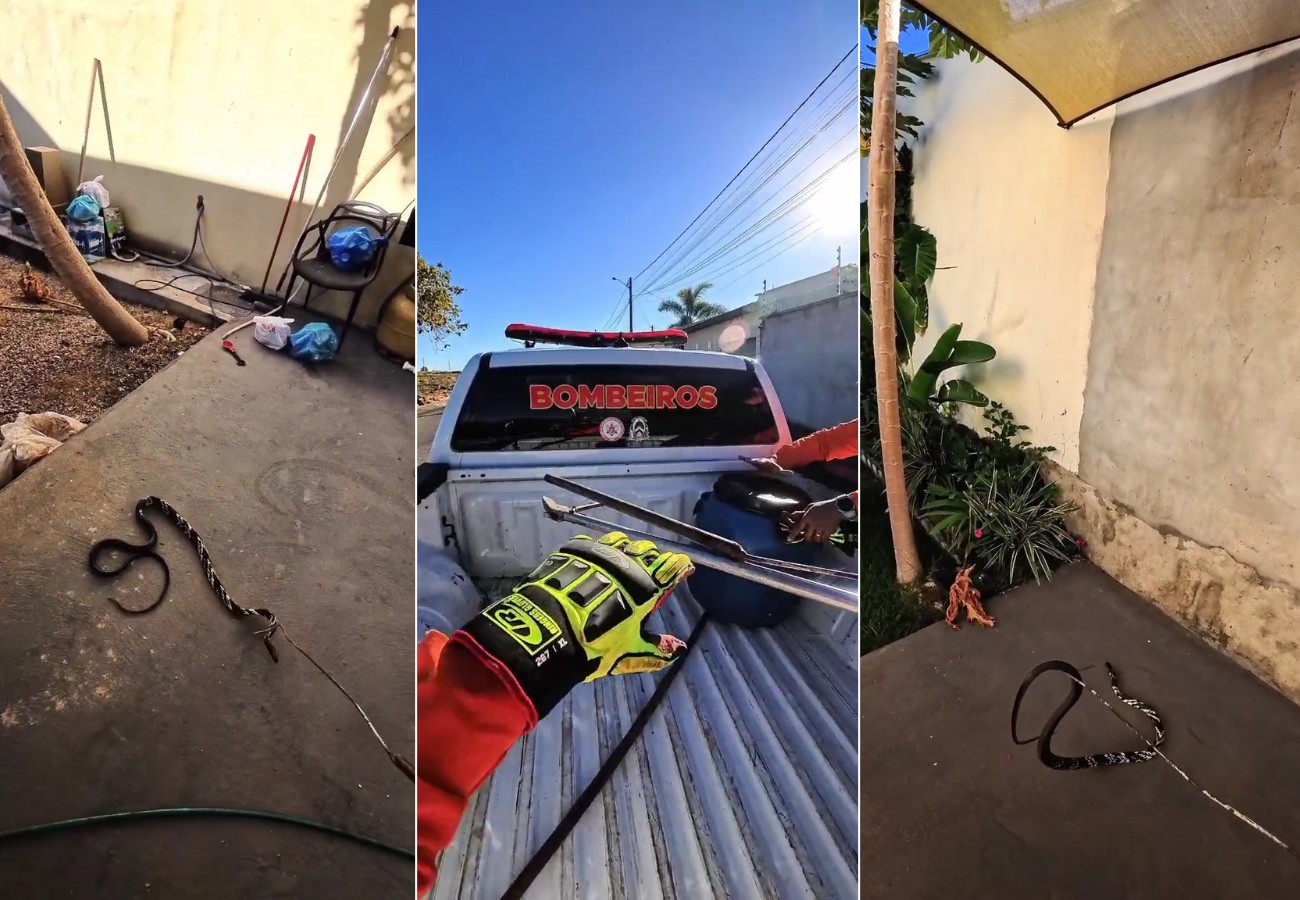 bombeiros-resgatam-cobra-dentro-de-casa-em-gurupi,-video-|-g1