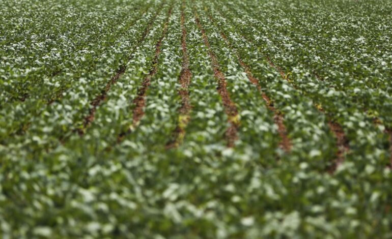 Entenda impasse entre bancada do agro e governo sobre dívidas rurais